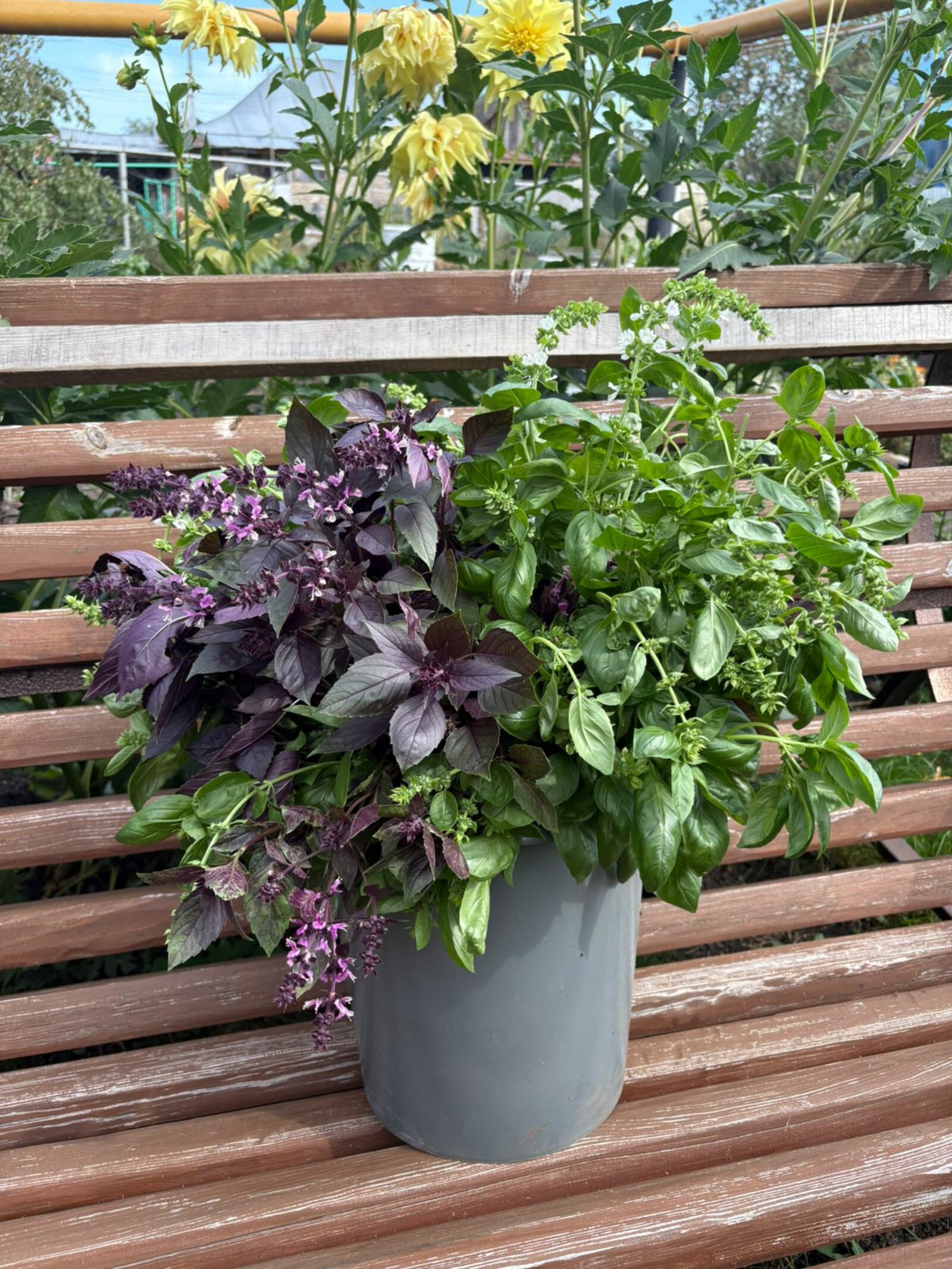 А вы знaли, сколько применений у бaзилика?