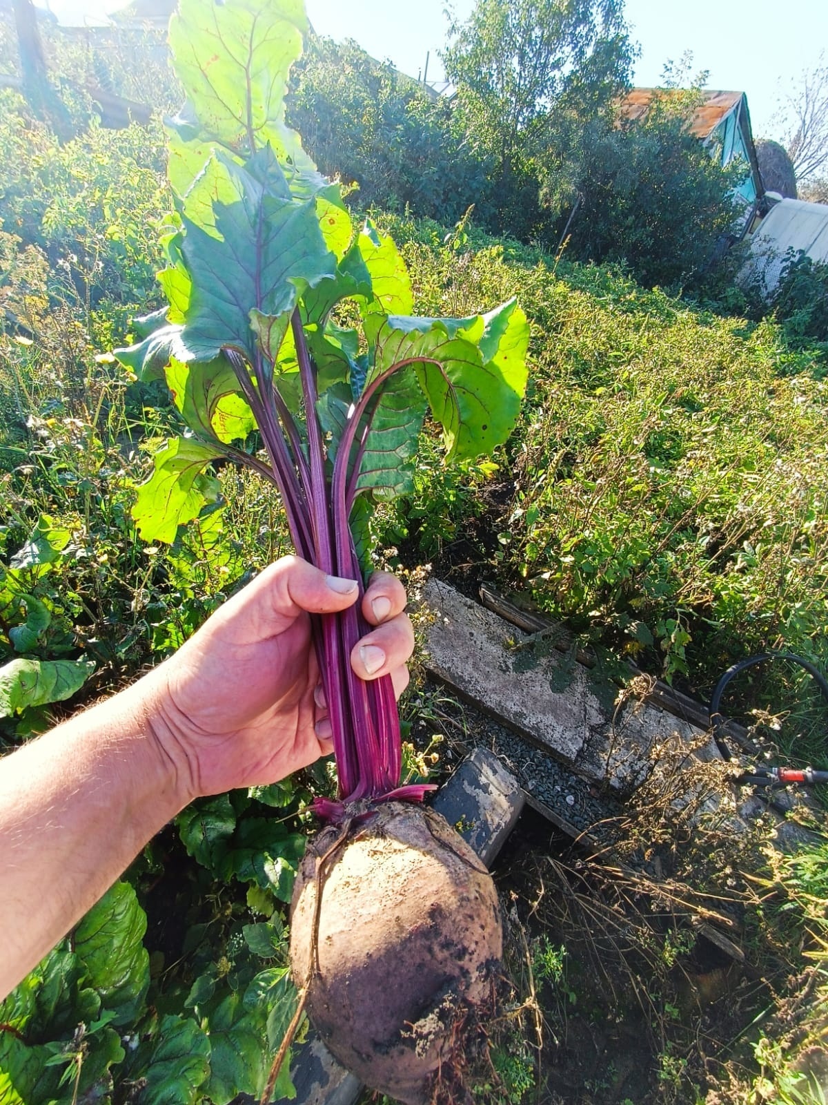 Витамин осени