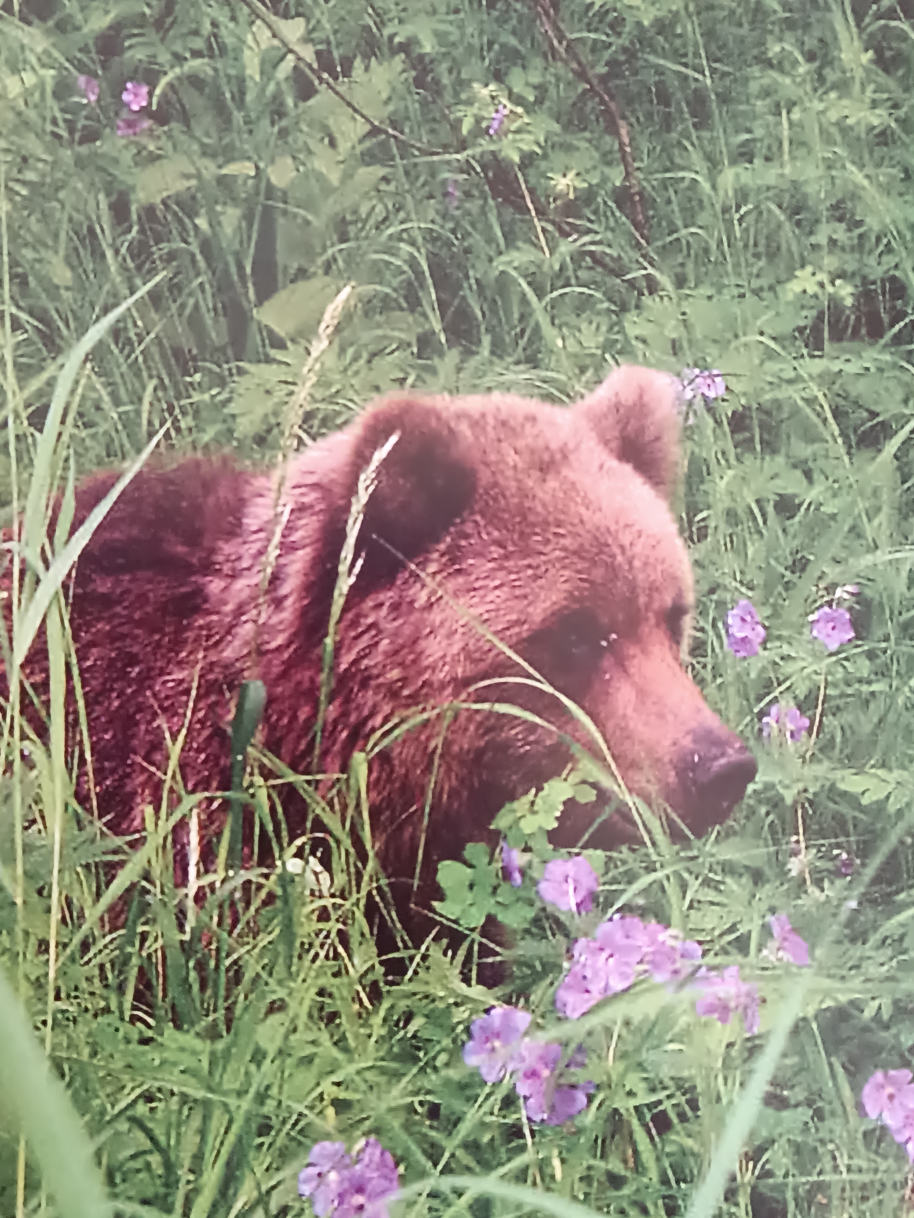 Медведи в городе