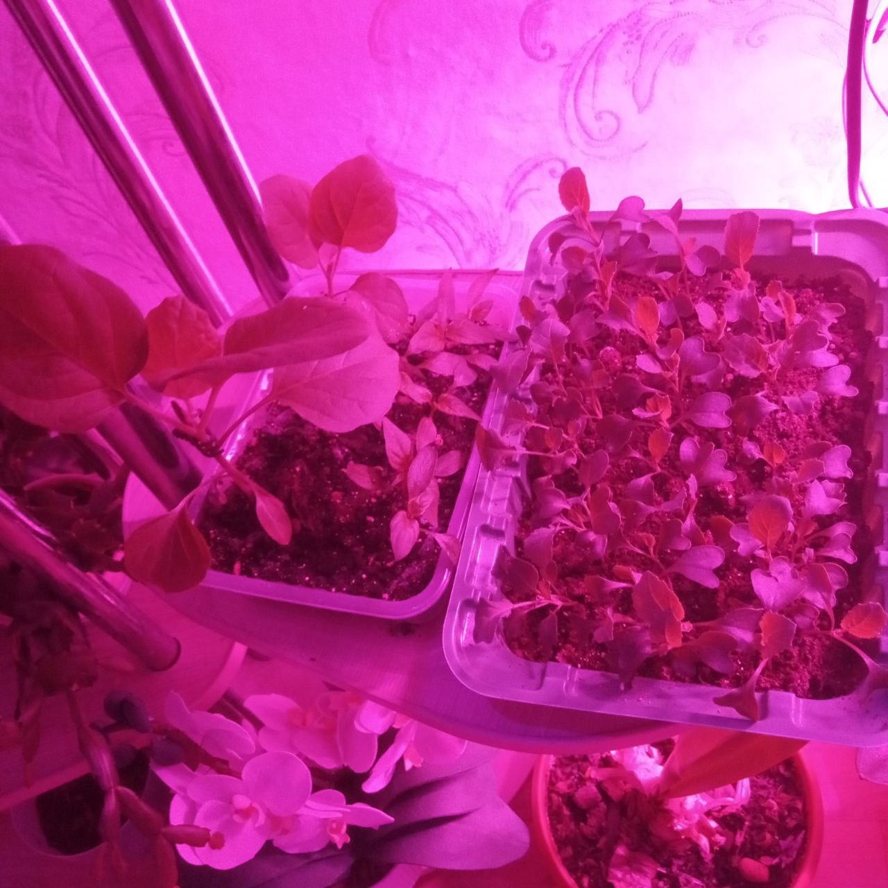 Да будет свет!