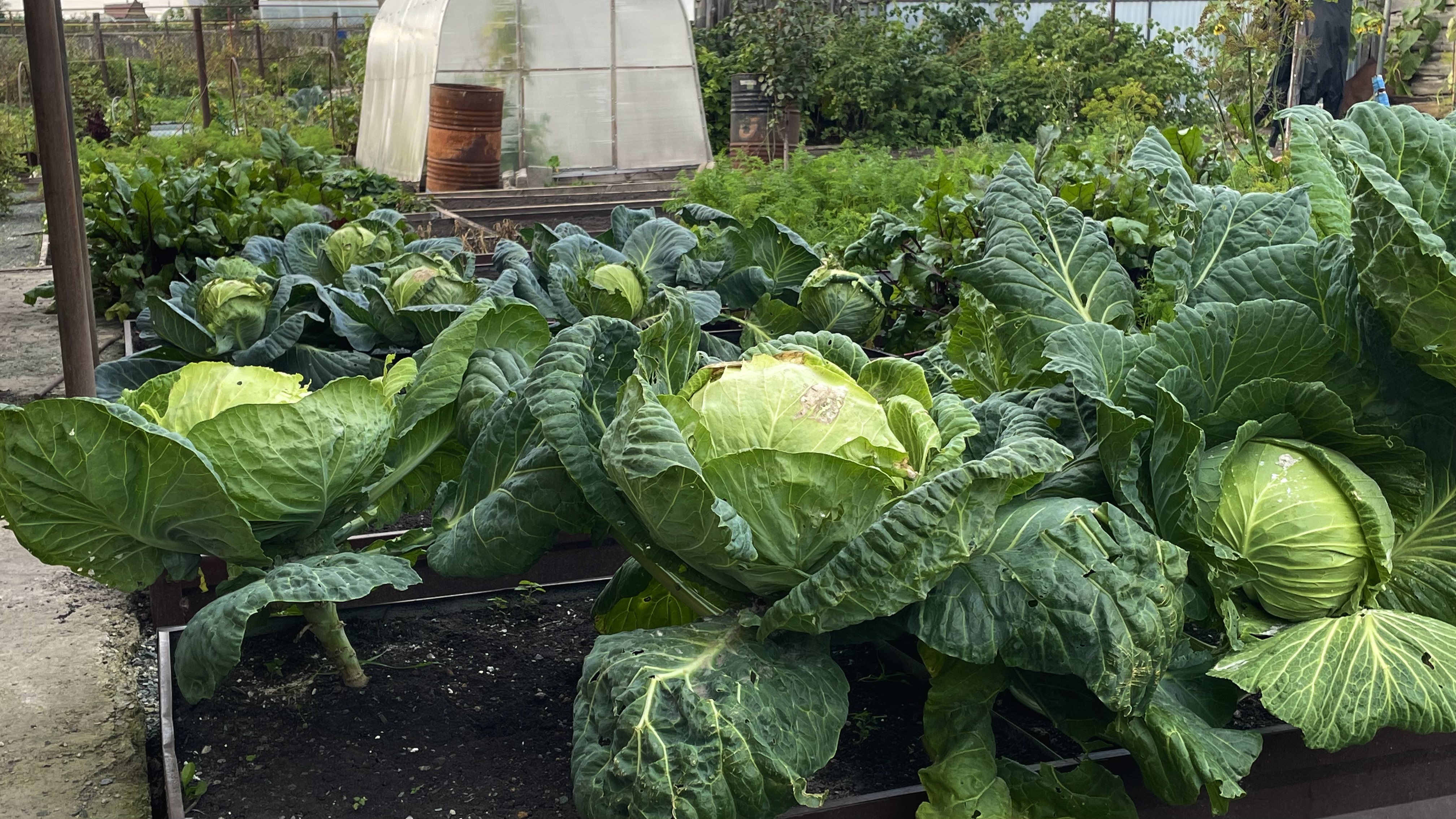 Что необходимо делать,  чтобы вырастить капусту