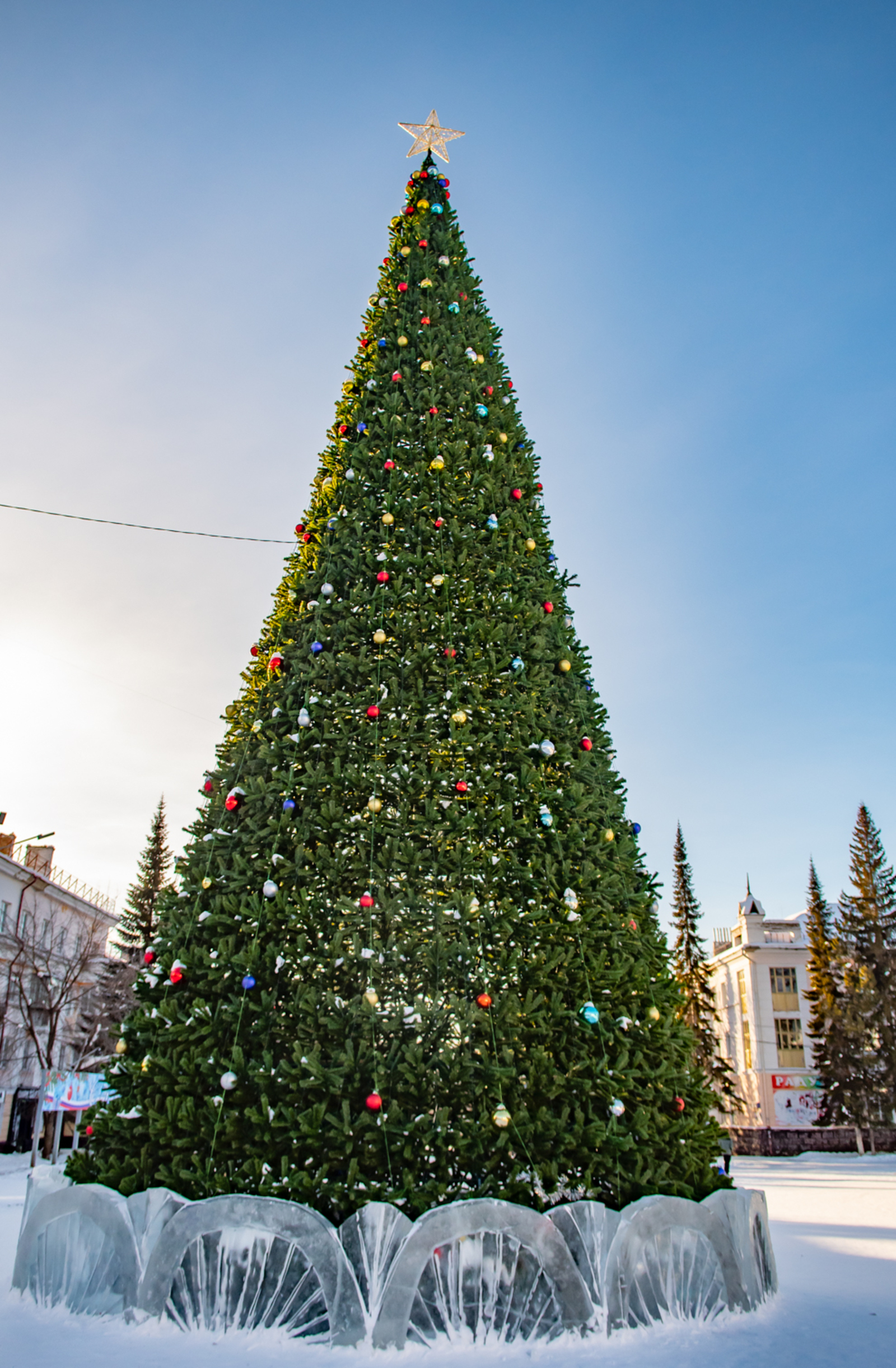 Подарили ёлку городу