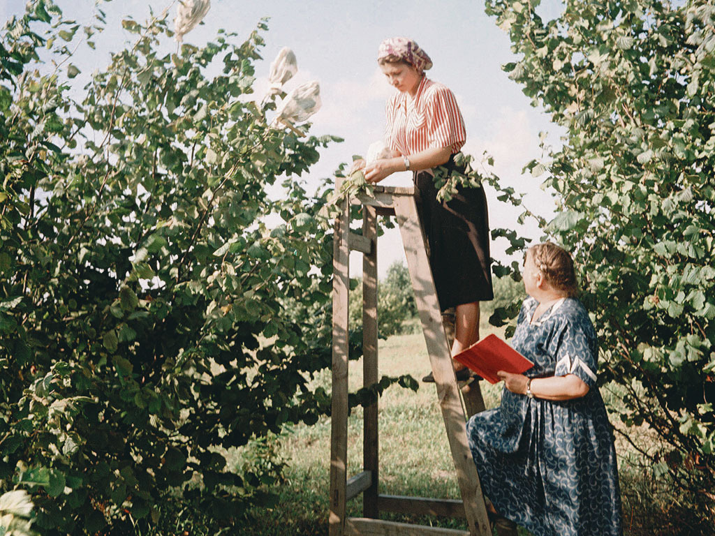 Запах антоновки (отрывки из повести)