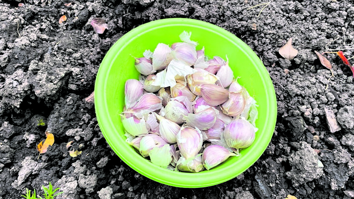 Сажаем озимый чеснок