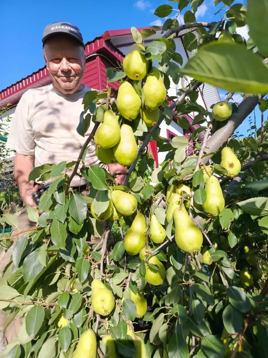 Готовим сад, выбираем сорта
