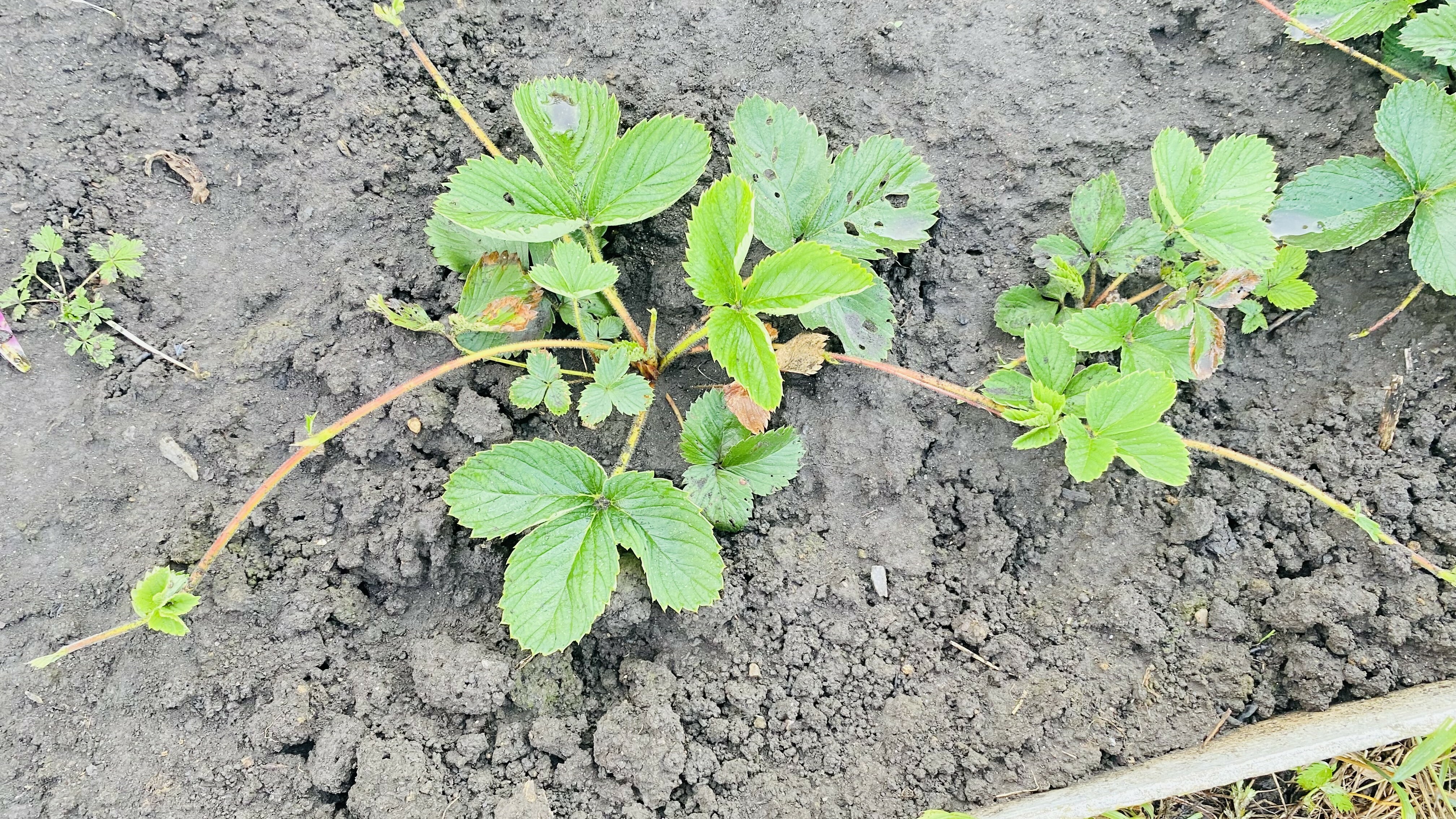 Сладкая любимица садоводов