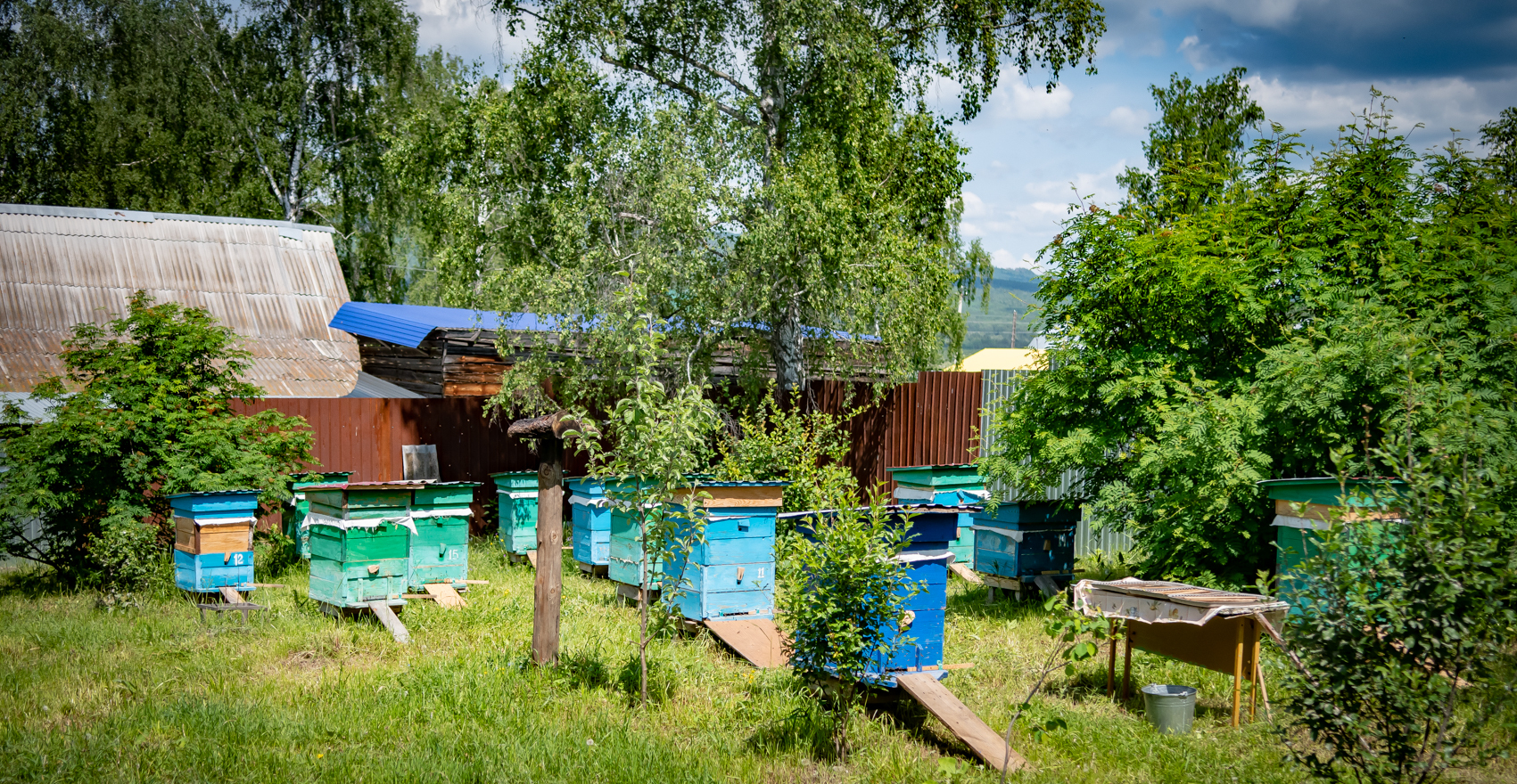 Братья Шагалины