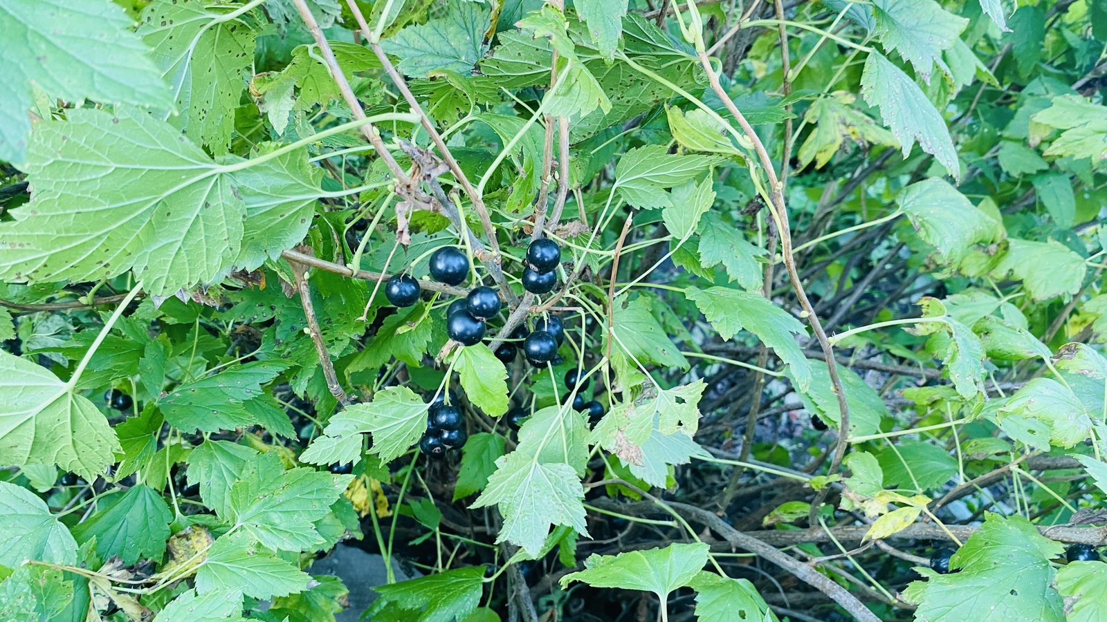 Этот куст есть в каждом саду