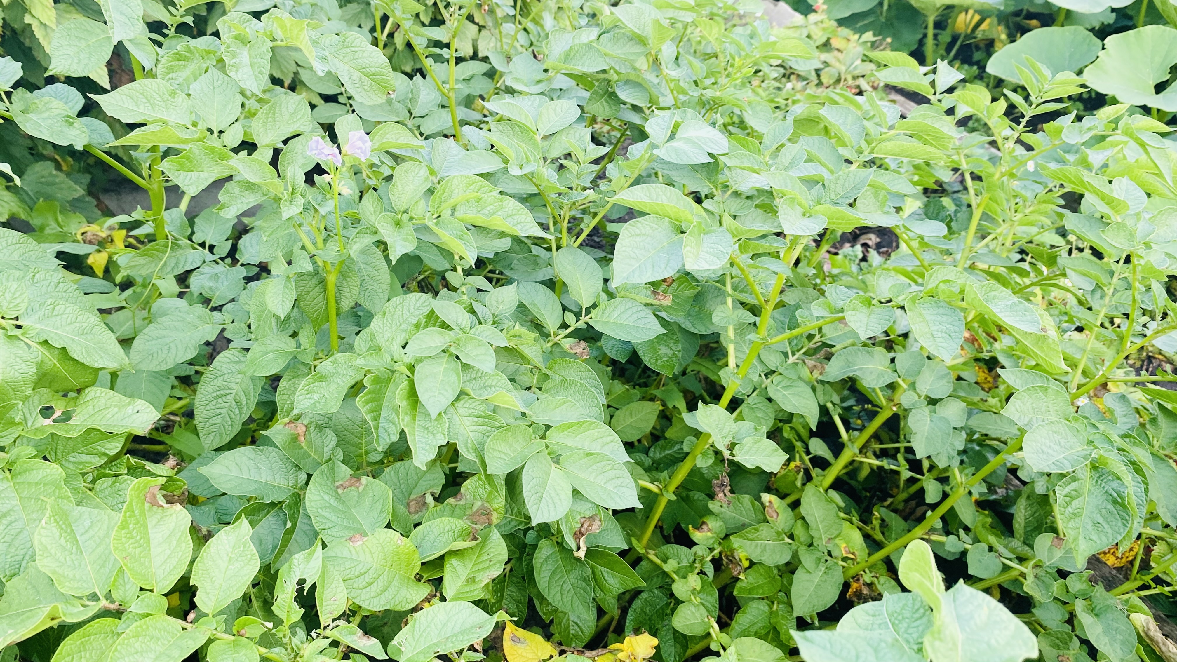 Враг картошки - фитофтороз