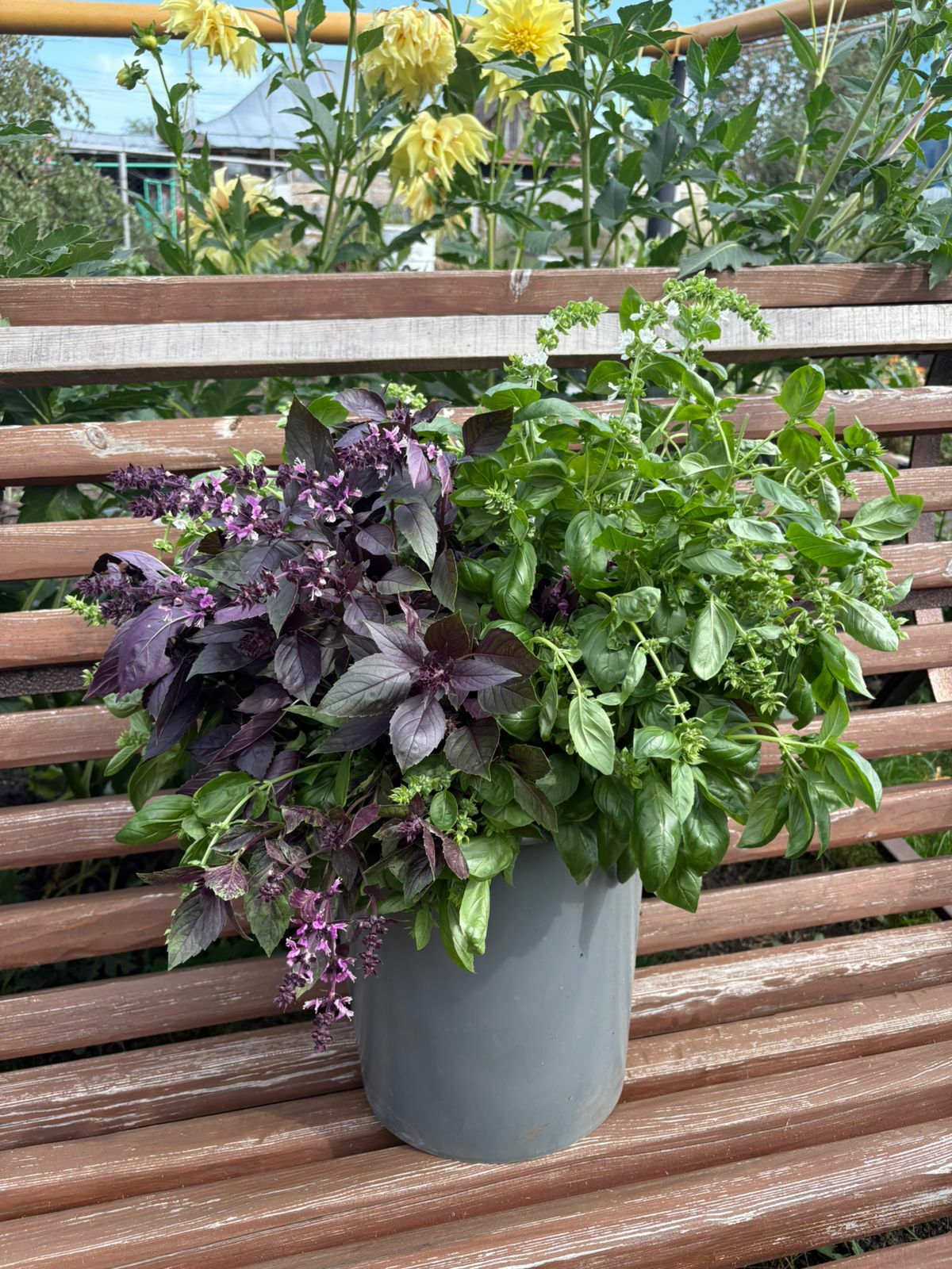 А вы знaли, сколько применений у бaзилика?