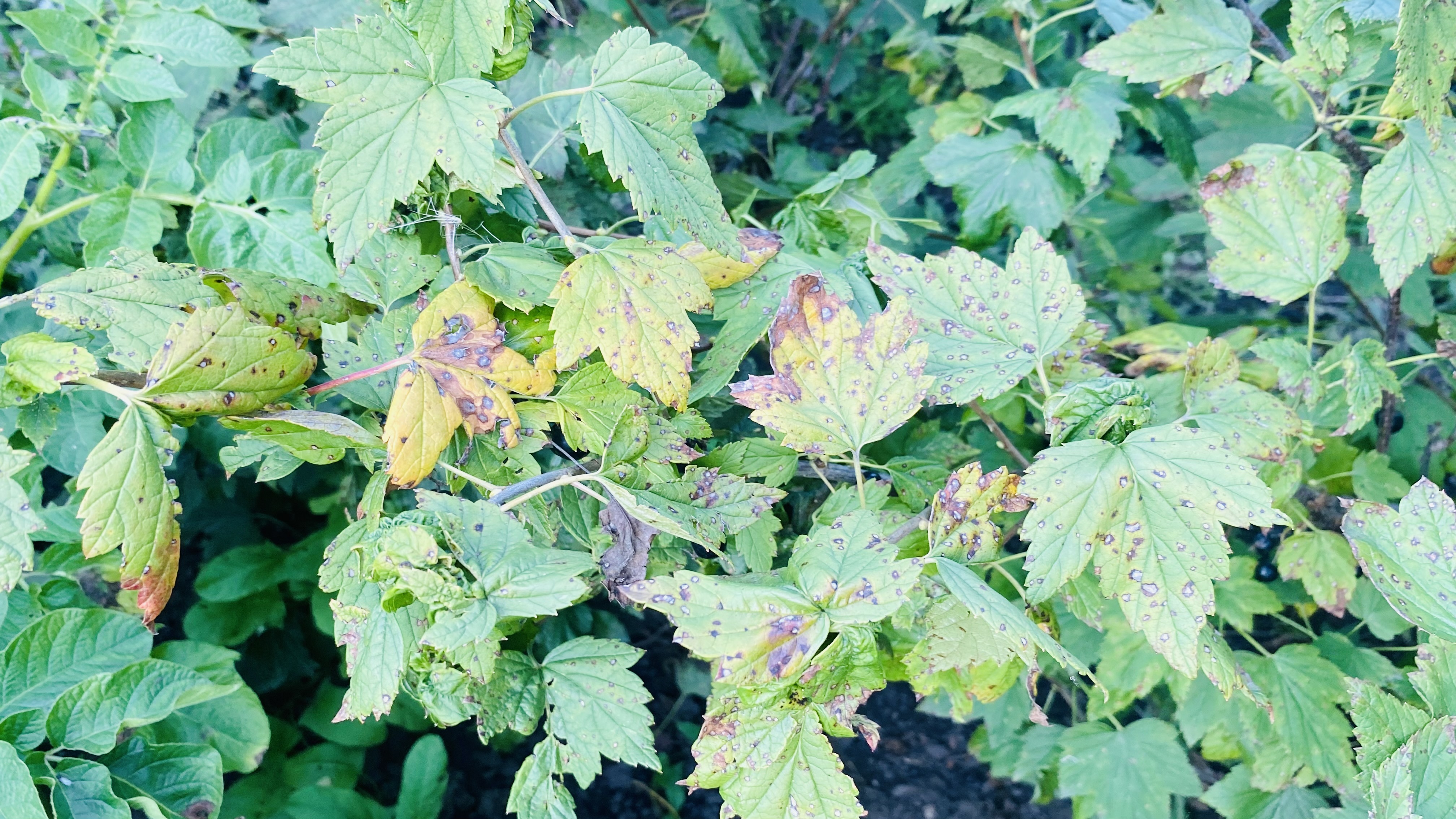 Этот куст есть в каждом саду