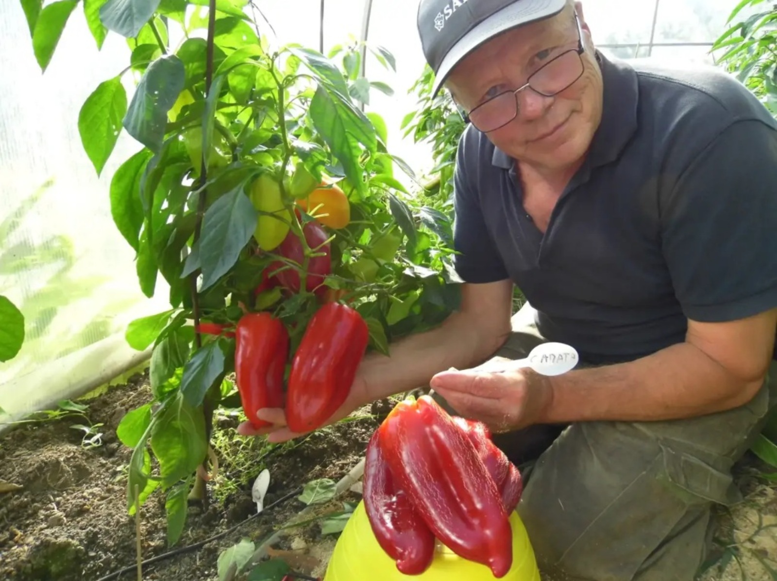 Займёмся рассадой перцев