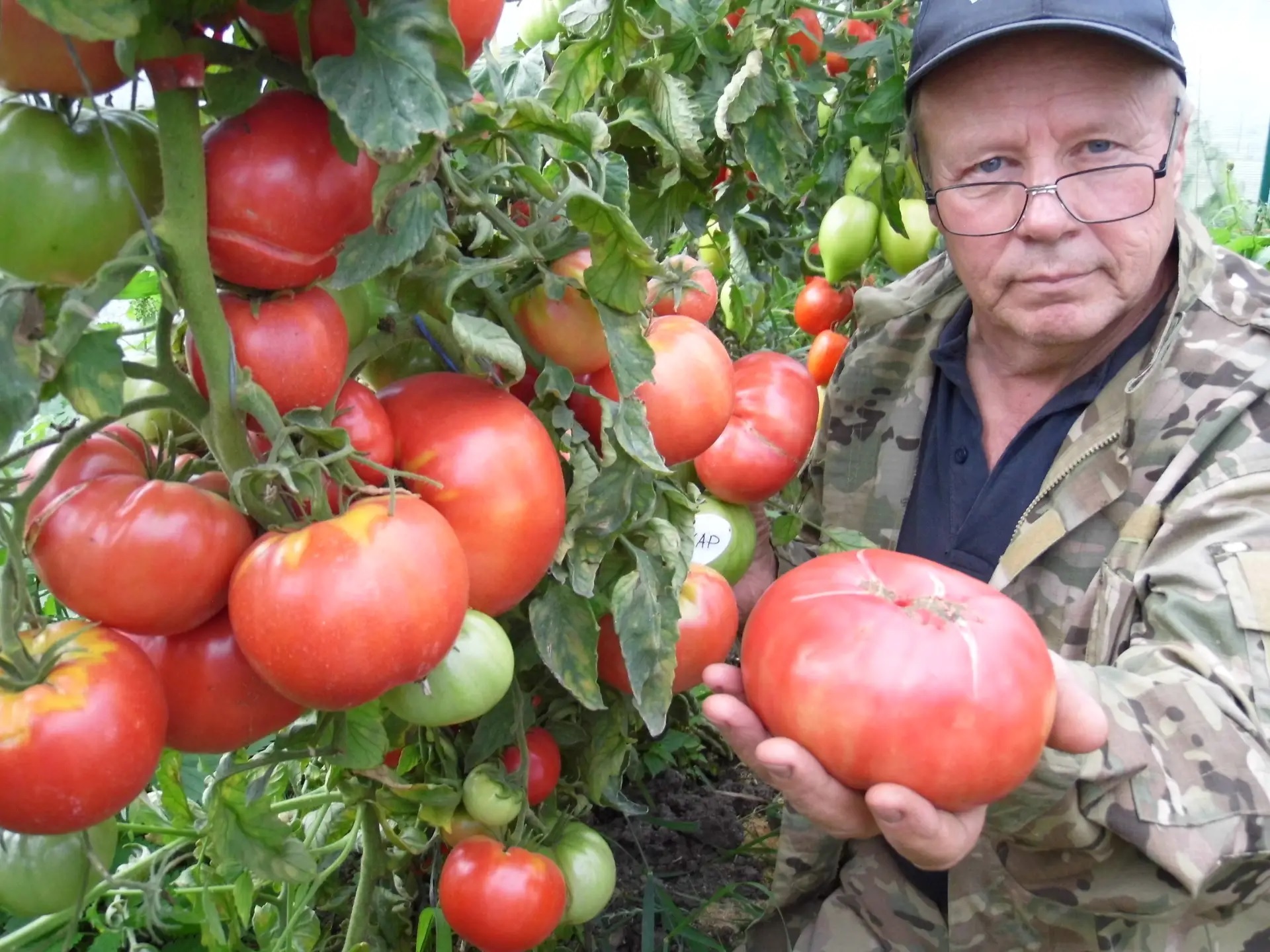 Полезные и вкусные помидоры
