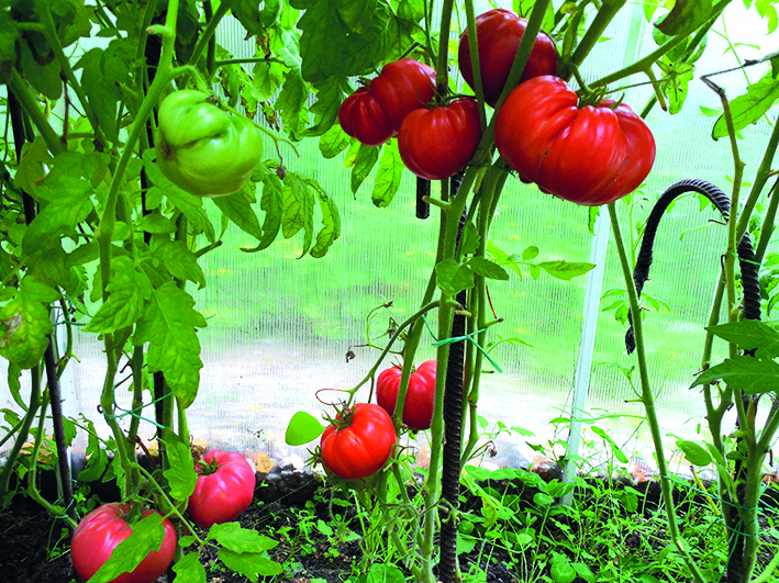 Чтобы томаты успели вызреть до наступления холодных дней