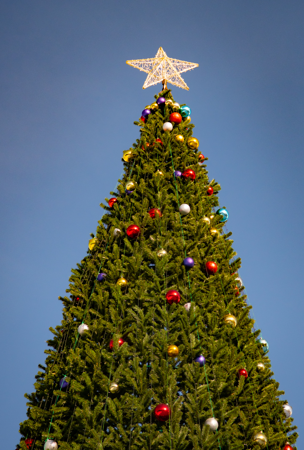 Подарили ёлку городу