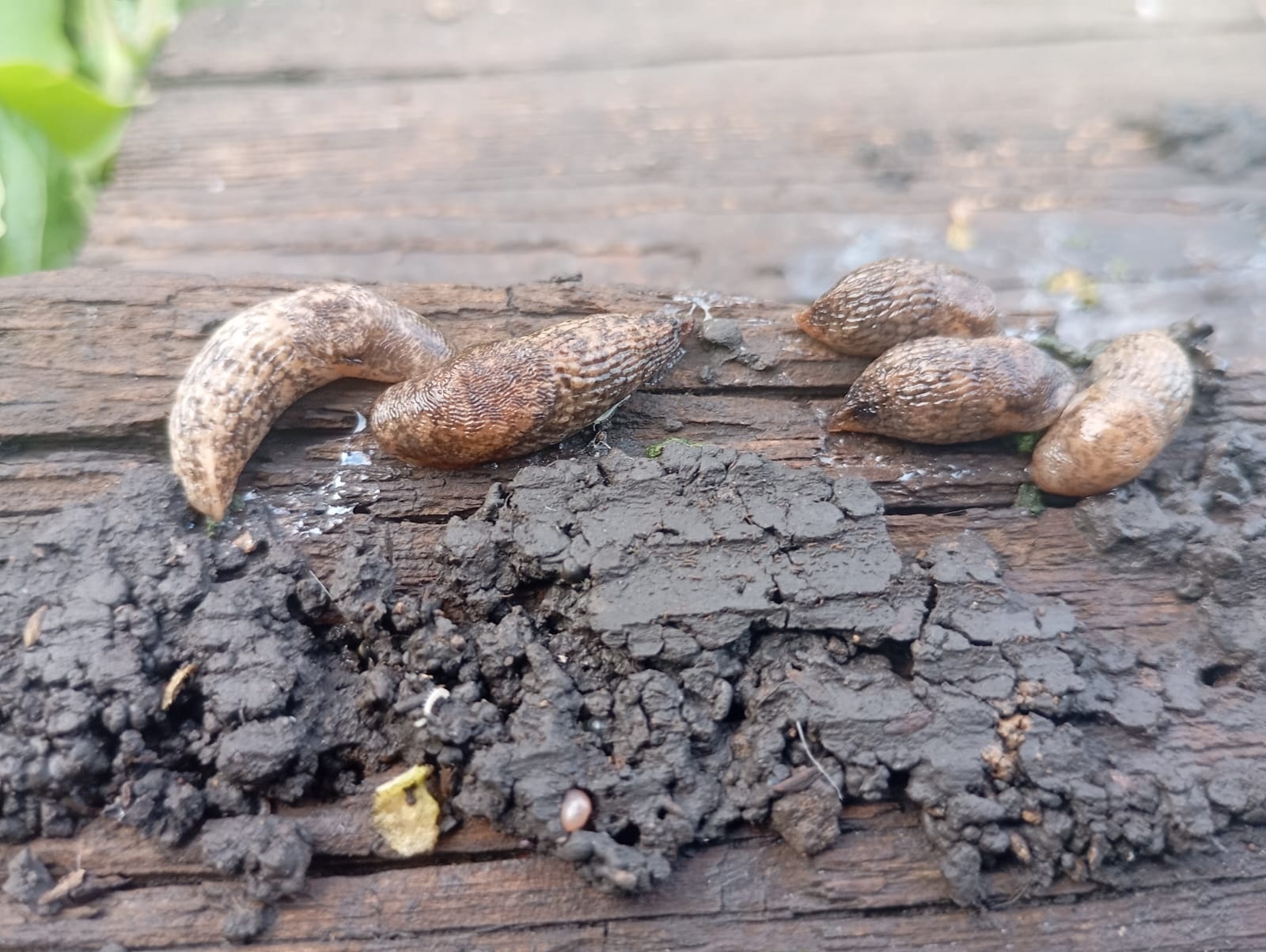 Как избавиться  от слизней на участке