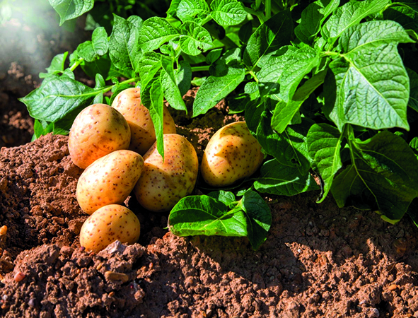Запутаться в урожаях картофеля невозможно