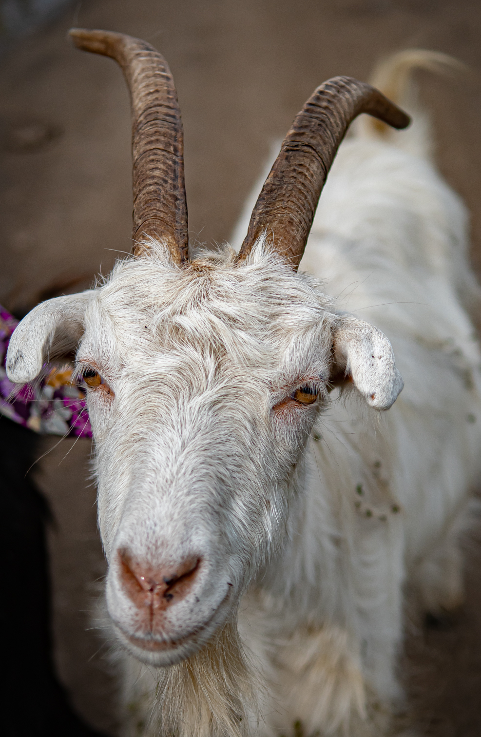 Из всех искусств важнейшим является кино?