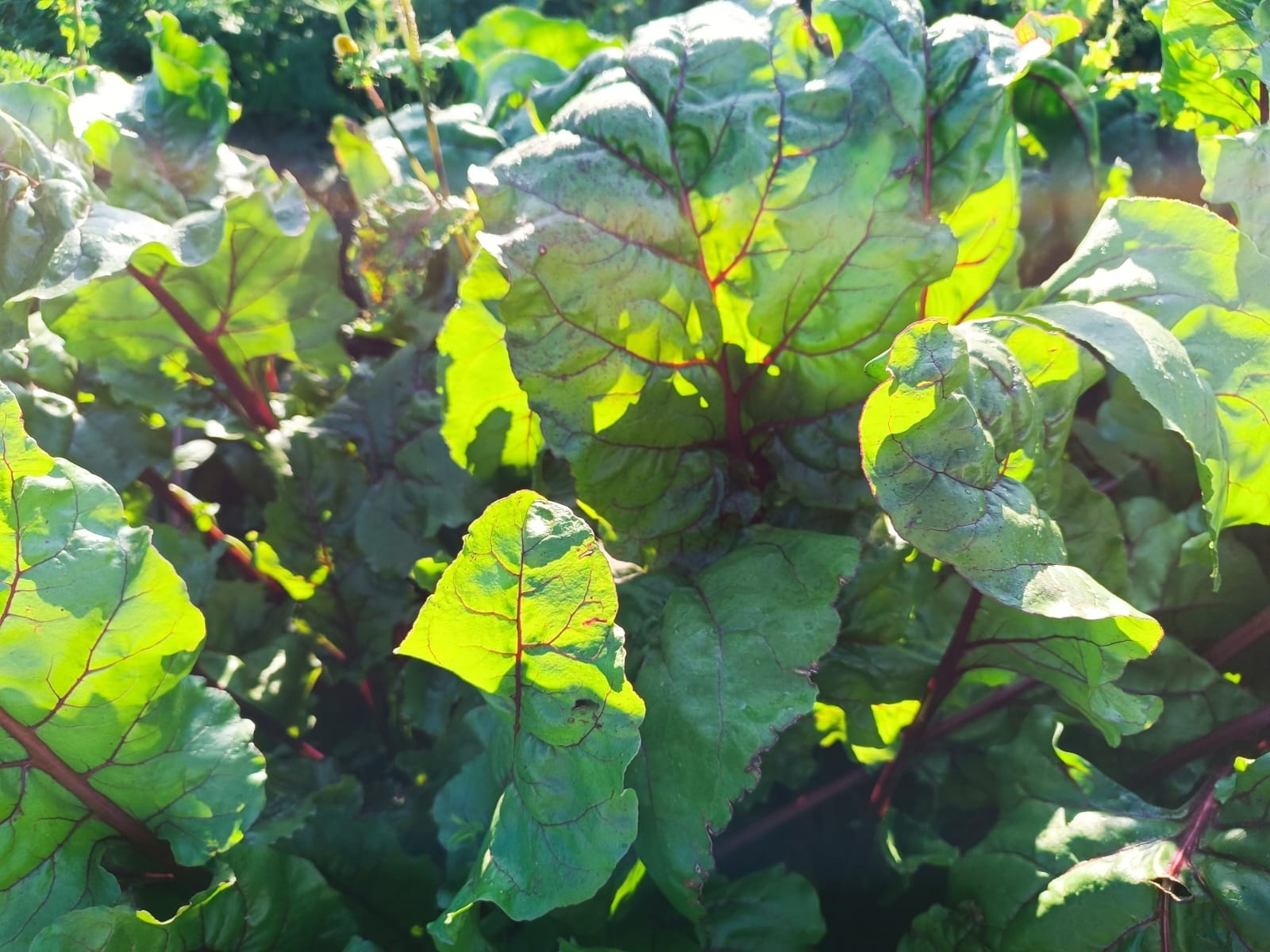 Витамин осени