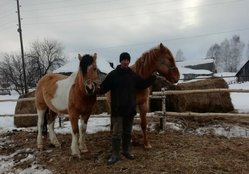 Фермер из Караидельского района на грант сможет приобрести 30 голов лошадей башкирской породы