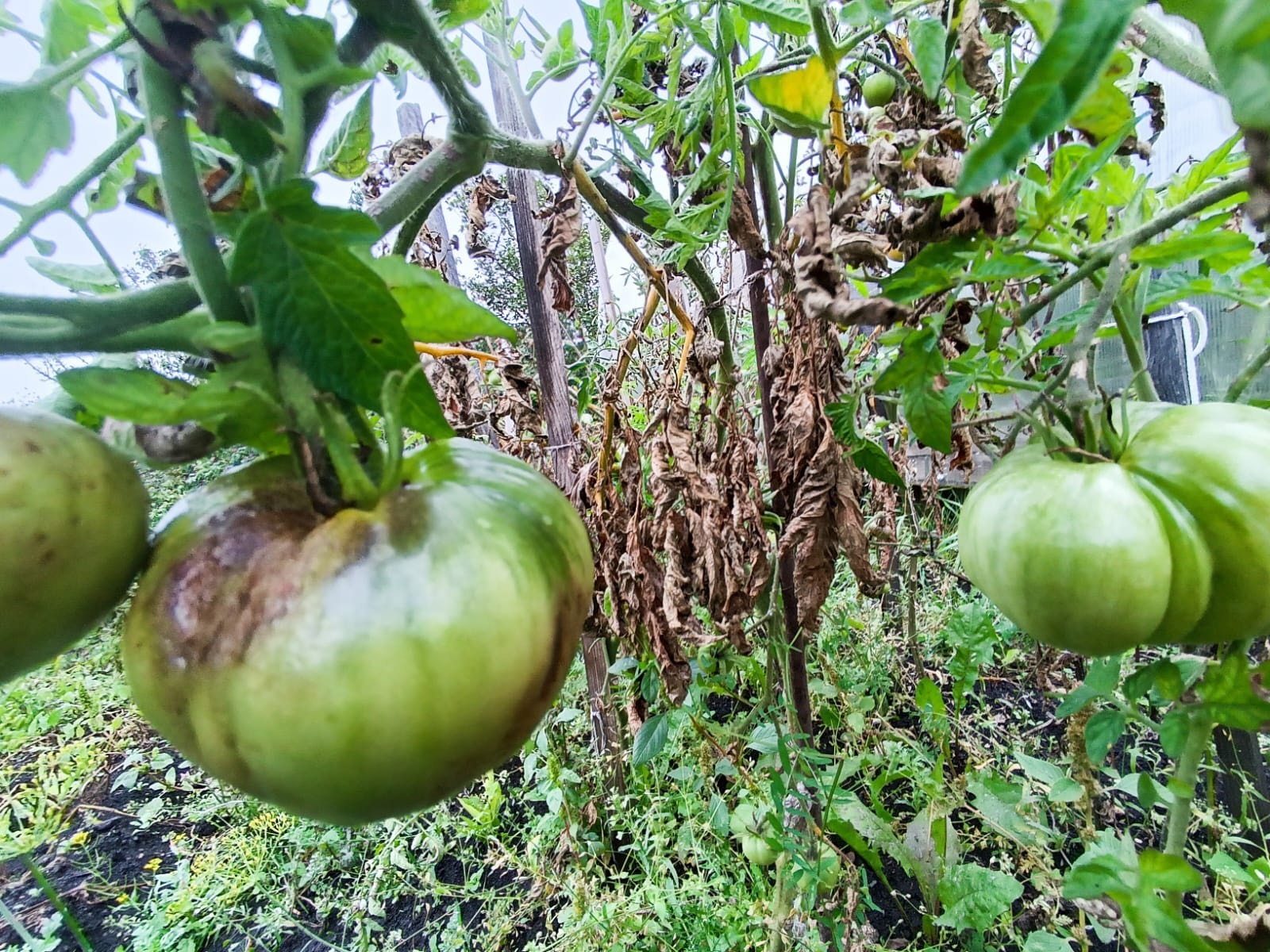 Еcли тoмaты бoлели  фитoфтopoзoм